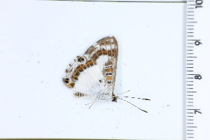  ( - DRD1560)  @11 [ ] c  Diego Dolibaina Universidade Federal do Parana