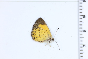  ( - DRD1855)  @11 [ ] c  Diego Dolibaina Universidade Federal do Parana