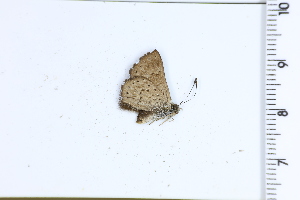  ( - DRD1566)  @11 [ ] c  Diego Dolibaina Universidade Federal do Parana