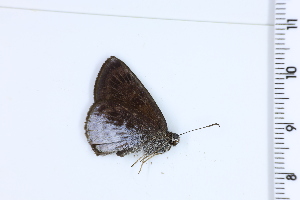  (Sophista - DRD1100)  @11 [ ] c  Diego Dolibaina Universidade Federal do Parana