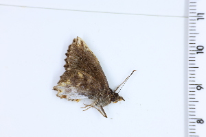  ( - DRD1103)  @11 [ ] c  Diego Dolibaina Universidade Federal do Parana