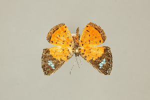  (Argyrogrammana maryanneae - DZ75.267)  @11 [ ] c (2025) Diego Dolibaina UFPR