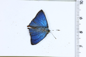  ( - DRD1580)  @11 [ ] c  Diego Dolibaina Universidade Federal do Parana