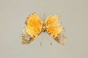  (Argyrogrammana gallardi - DZ75.268)  @11 [ ] c (2025) Diego Dolibaina UFPR