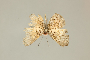  ( - DZ75.268)  @11 [ ] c (2025) Diego Dolibaina UFPR