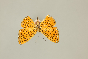  ( - DZ75.269)  @11 [ ] c (2025) Diego Dolibaina UFPR