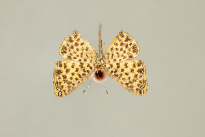  ( - DZ75.269)  @11 [ ] c (2025) Diego Dolibaina UFPR