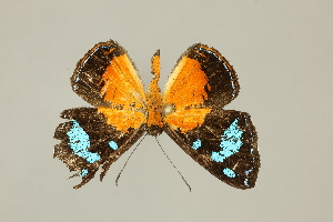  (Argyrogrammana alstonii - DZ75.270)  @11 [ ] c (2025) Diego Dolibaina UFPR