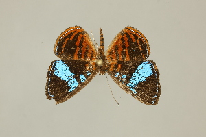  ( - DZ75.271)  @11 [ ] c (2025) Diego Dolibaina UFPR