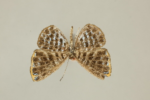  ( - DZ75.271)  @11 [ ] c (2025) Diego Dolibaina UFPR