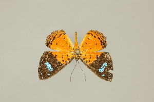  ( - DZ75.272)  @11 [ ] c (2025) Diego Dolibaina UFPR