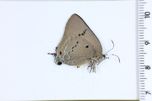  ( - DRD1287)  @11 [ ] c  Diego Dolibaina Universidade Federal do Parana