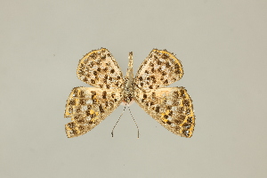  ( - DZ75.272)  @11 [ ] c (2025) Diego Dolibaina UFPR