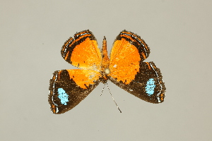  ( - DZ75.273)  @11 [ ] c (2025) Diego Dolibaina UFPR