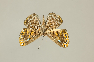  ( - DZ75.273)  @11 [ ] c (2025) Diego Dolibaina UFPR