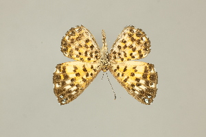  ( - DZ75.274)  @11 [ ] c (2025) Diego Dolibaina UFPR