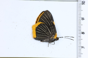  ( - DRD1594)  @11 [ ] c  Diego Dolibaina Universidade Federal do Parana