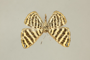  ( - DZ75.275)  @11 [ ] c (2025) Diego Dolibaina UFPR