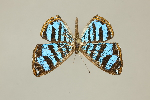  ( - DZ75.276)  @11 [ ] c (2025) Diego Dolibaina UFPR