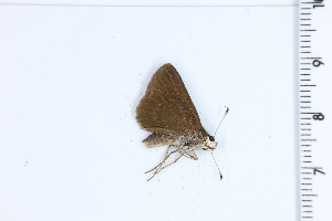  (Moeris anna - DRD1890)  @11 [ ] c  Diego Dolibaina Universidade Federal do Parana