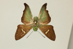  ( - DZ59.220)  @11 [ ] c (2025) Diego Dolibaina UFPR