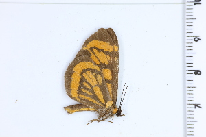  (Stalachtis halloweeni - DRD1893)  @11 [ ] c  Diego Dolibaina Universidade Federal do Parana