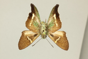  (Ectomis eudoxus - DZ59.220)  @11 [ ] c (2025) Diego Dolibaina UFPR