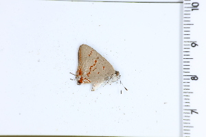  (Ministrymon fostera - DRD1602)  @11 [ ] c  Diego Dolibaina Universidade Federal do Parana