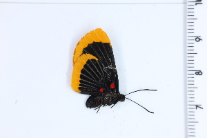  (Melanis smithae - DRD1896)  @11 [ ] c  Diego Dolibaina Universidade Federal do Parana