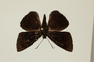  (Ectomis speculum - DZ75.392)  @11 [ ] c (2025) Diego Dolibaina UFPR