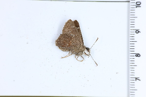  (Udranomia spitzi - DRD1608)  @11 [ ] c  Diego Dolibaina Universidade Federal do Parana