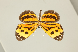  ( - DZ75.281)  @11 [ ] c (2025) Diego Dolibaina UFPR