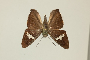  ( - DZ75.395)  @11 [ ] c (2025) Diego Dolibaina UFPR