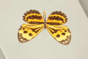  ( - DZ75.281)  @11 [ ] c (2025) Diego Dolibaina UFPR