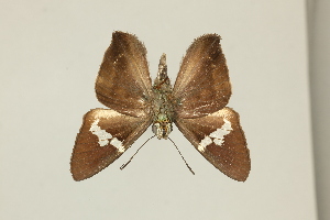  ( - DZ75.395)  @11 [ ] c (2025) Diego Dolibaina UFPR