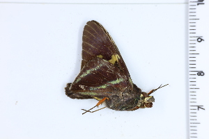  ( - DRD1904)  @11 [ ] c  Diego Dolibaina Universidade Federal do Parana