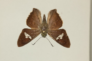  ( - DZ75.396)  @11 [ ] c (2025) Diego Dolibaina UFPR