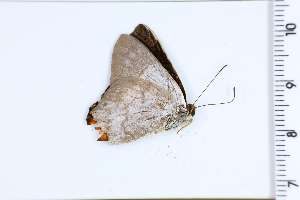  (Marmessus - DRD1310)  @11 [ ] c  Diego Dolibaina Universidade Federal do Parana