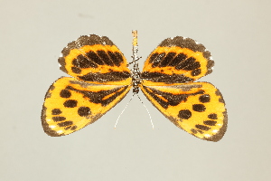  ( - DZ75.282)  @11 [ ] c (2025) Diego Dolibaina UFPR