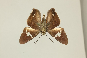  ( - DZ75.396)  @11 [ ] c (2025) Diego Dolibaina UFPR