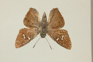  ( - DZ75.397)  @11 [ ] c (2025) Diego Dolibaina UFPR