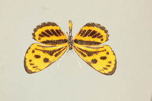  ( - DZ75.283)  @11 [ ] c (2025) Diego Dolibaina UFPR