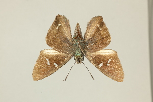  ( - DZ75.397)  @11 [ ] c (2025) Diego Dolibaina UFPR