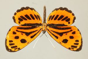  ( - DZ75.284)  @11 [ ] c (2025) Diego Dolibaina UFPR