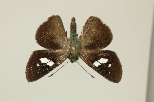  ( - DZ75.398)  @11 [ ] c (2025) Diego Dolibaina UFPR