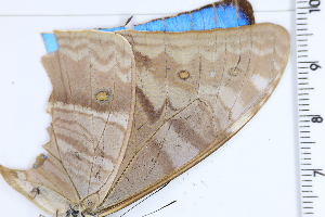  ( - DRD1892)  @11 [ ] c  Diego Dolibaina Universidade Federal do Parana