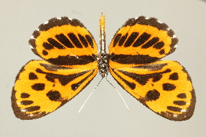  ( - DZ75.284)  @11 [ ] c (2025) Diego Dolibaina UFPR