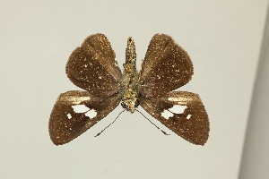  (Rhinthon andricus - DZ75.398)  @11 [ ] c (2025) Diego Dolibaina UFPR