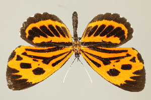  ( - DZ75.285)  @11 [ ] c (2025) Diego Dolibaina UFPR