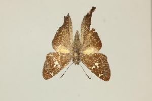  ( - DZ75.399)  @11 [ ] c (2025) Diego Dolibaina UFPR